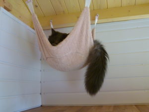 Cat Hanging Around